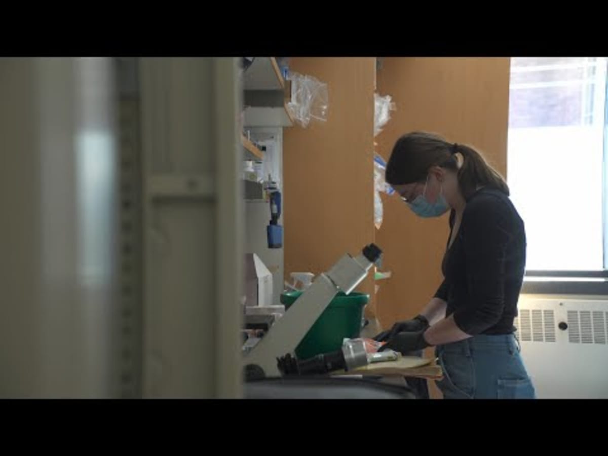 Scientists Reverse Arthritis in Mice, Human Trials Next - Image 5