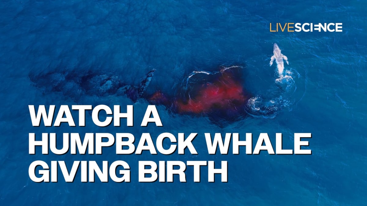 Drone Captures World's First Humpback Whale Birth on Video - Image 3