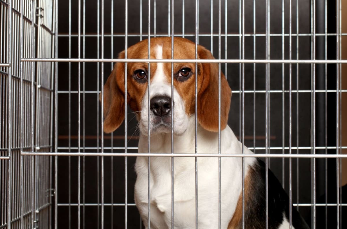 Rescue Groups Save 1,500 Beagles From Research Facility