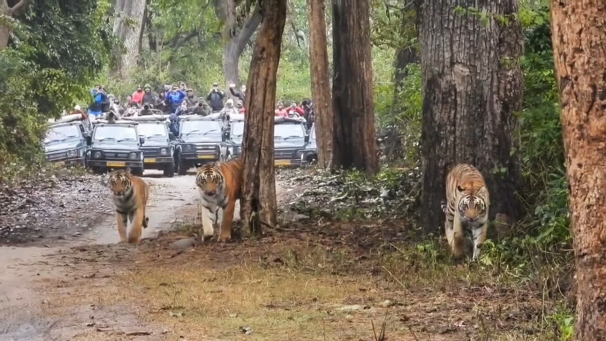 India's Tiger Population Soars to 3,682 in Corbett Reserve