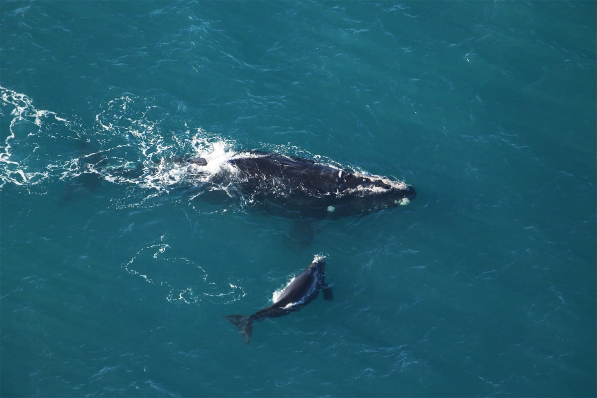 Right Whales See Best Baby Boom in 15 Years