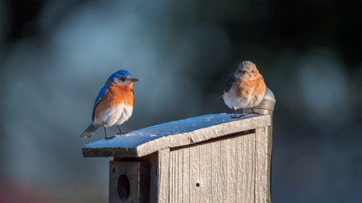Birdsong in Forests Cuts Stress, NC State Study Finds - Image 4
