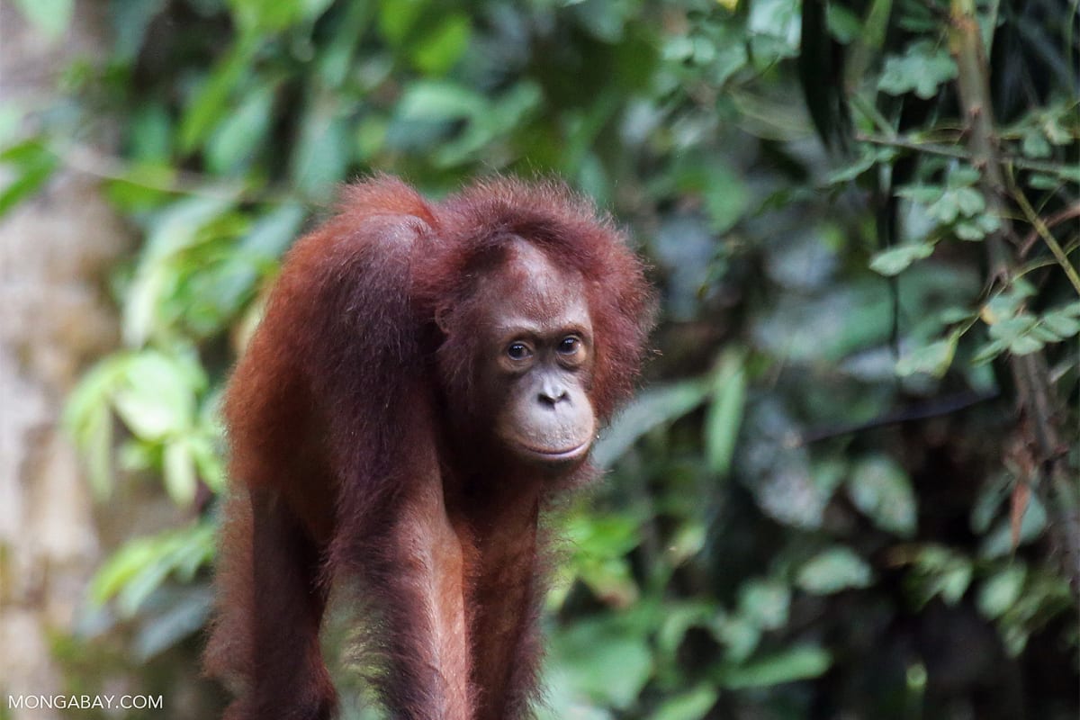 Bornean orangutan in rainforest canopy photographed by Indonesian citizen observer through conservation app