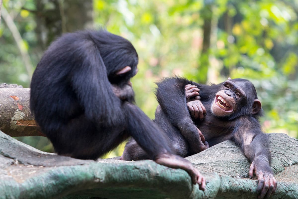 Chimpanzee Rips Up Floor, Drums Like a Musician - Image 5