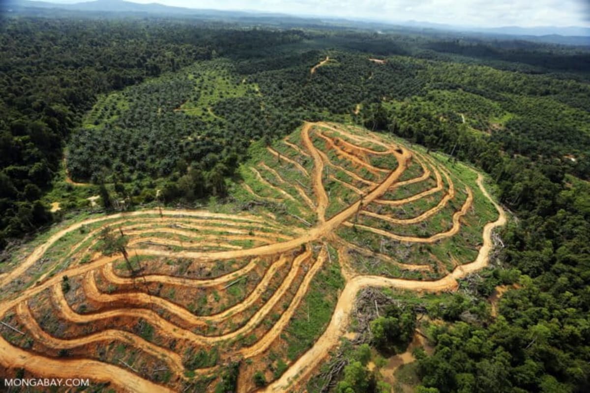 IMF Rethinks Loans After Forest Loss Link Found - Image 4