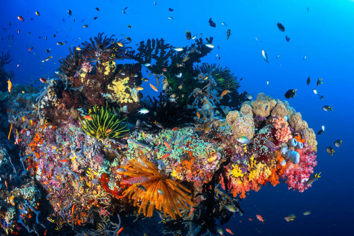Indonesian Kids Map Their Coral Reefs Through Storybooks - Image 4