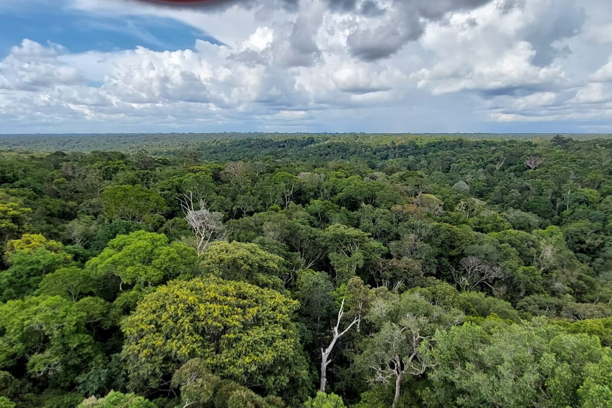 Brazil Conservation Plan Could Save Amazon's Flying Rivers - Image 4