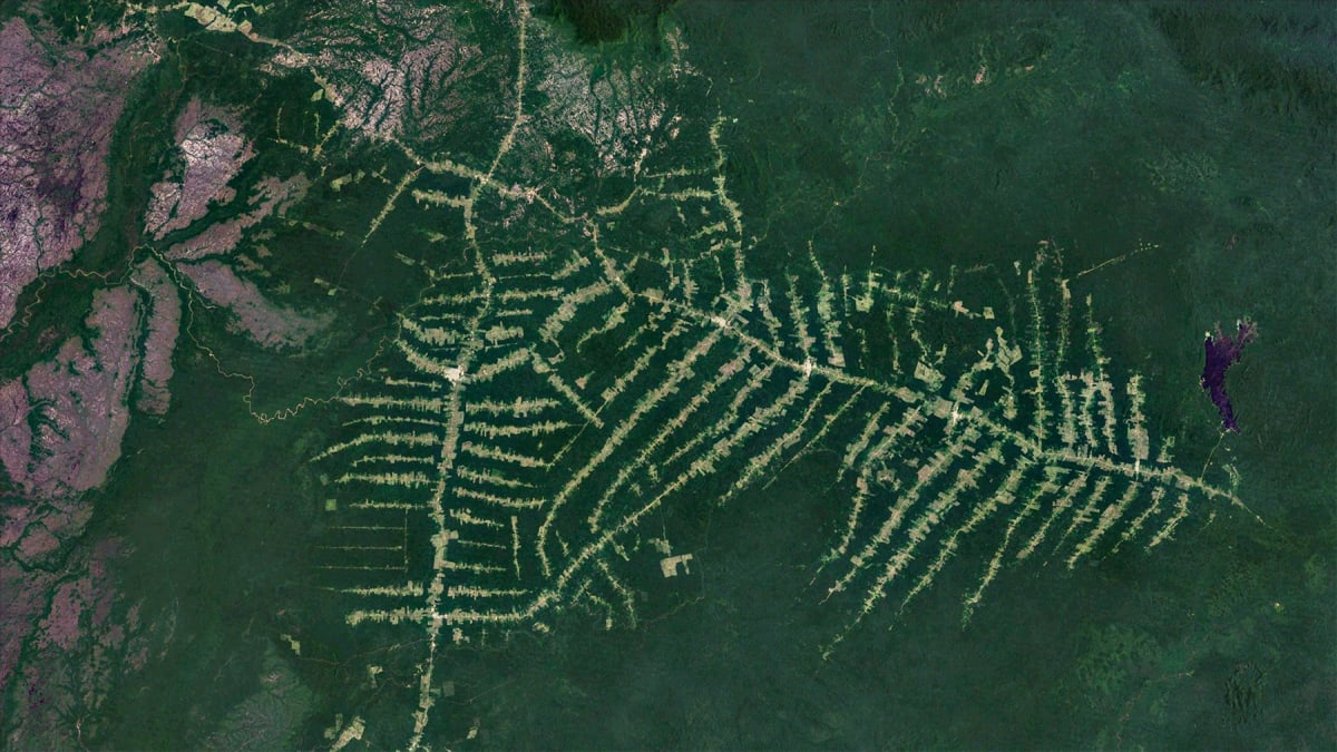 Amazon Rainforest Swallows Illegal Road in Rare Win - Image 4