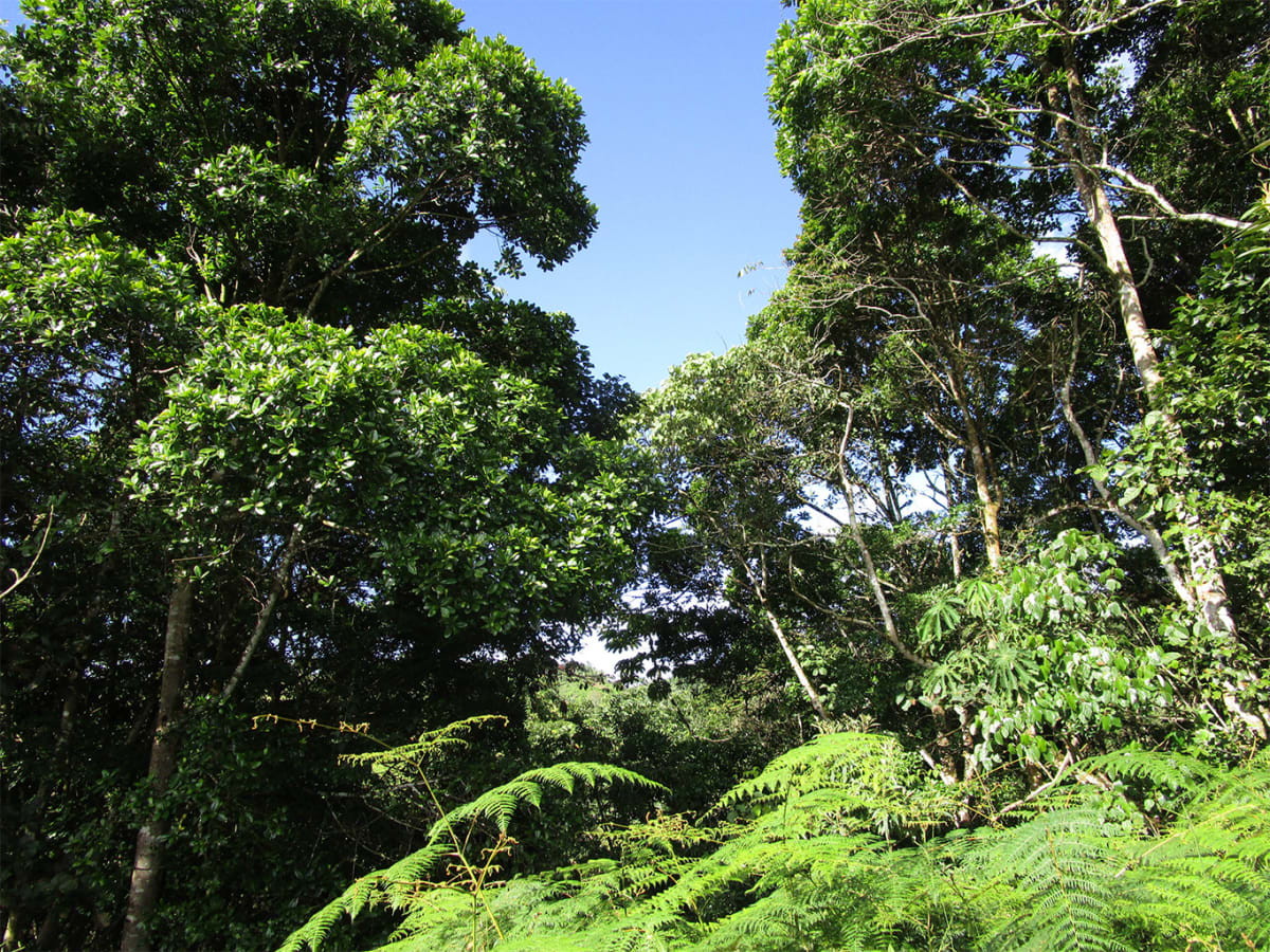 West Africa Plans Historic Ocean Sanctuary for High Seas - Image 2