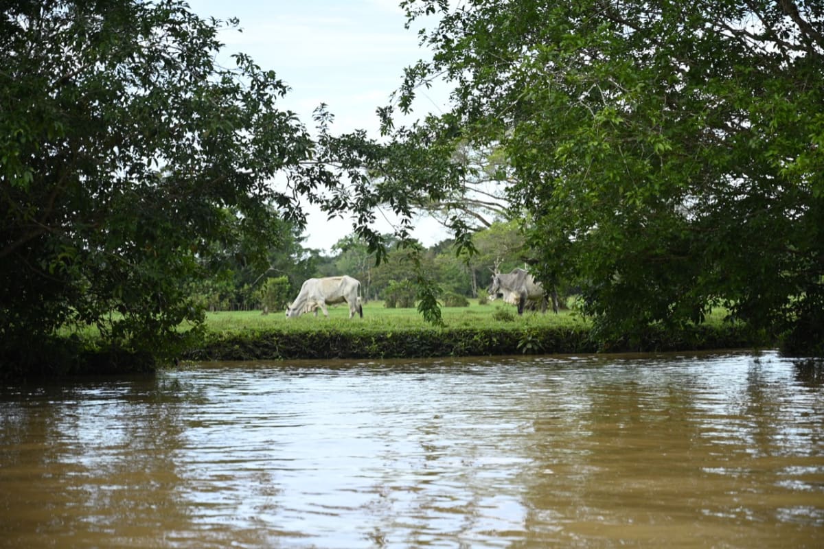 Colombia Passes Cattle Law to Stop Rainforest Loss