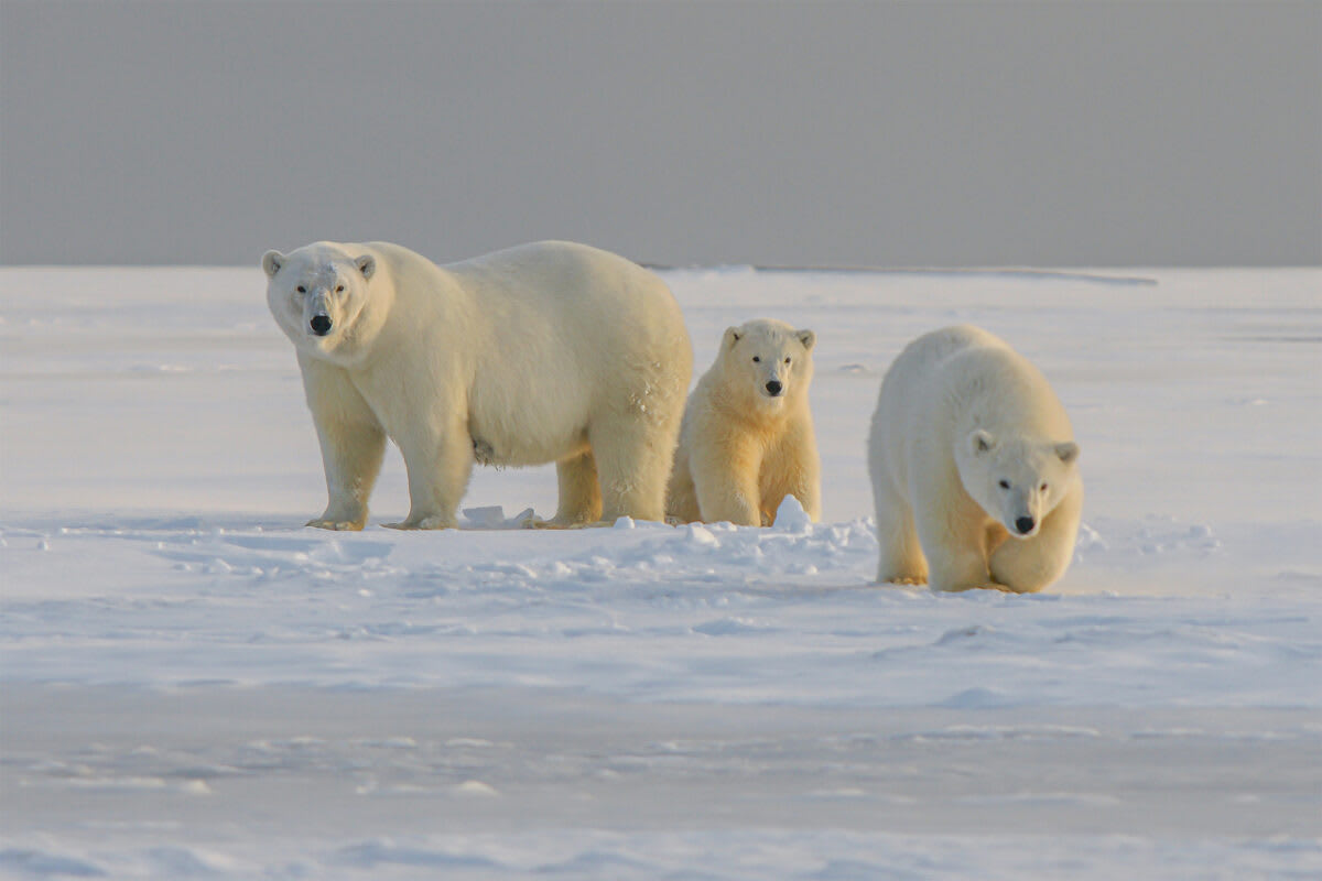 AI 'Bear-dar' Protects Arctic Communities From Polar Bears - Image 2
