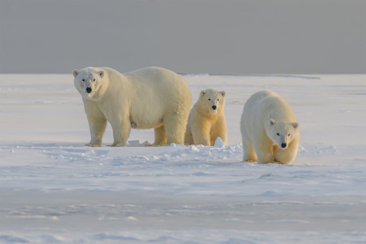 AI 'Bear-dar' Protects Arctic Communities From Polar Bears
