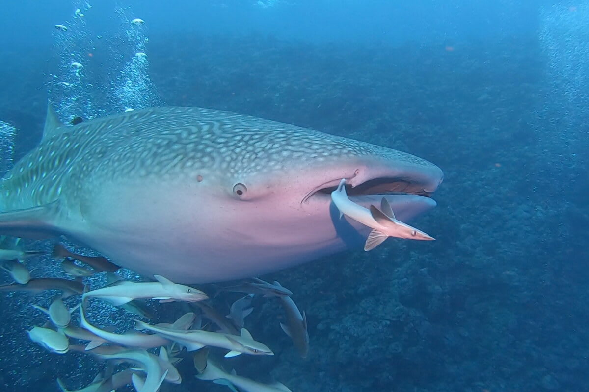 Thousands of Mobula Rays Gather Off Mexico's Coast - Image 5