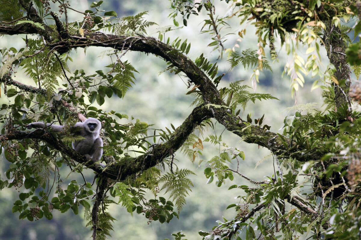 Thai Village Turns Rare Wild Cattle Into Tourism Success - Image 5
