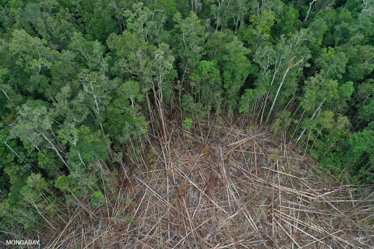 Aerial view of forest clearing showing the environmental impact of economic policies