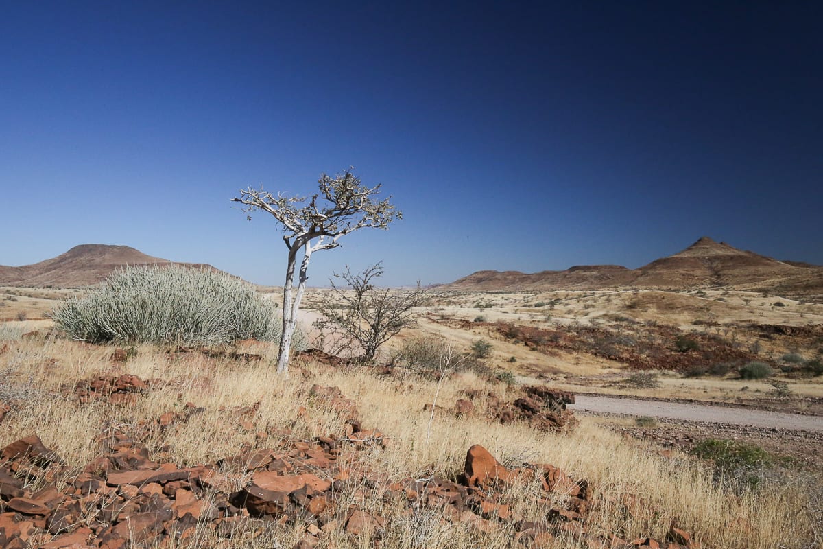 Namibia Women Use Birds to Build Community Hope - Image 3