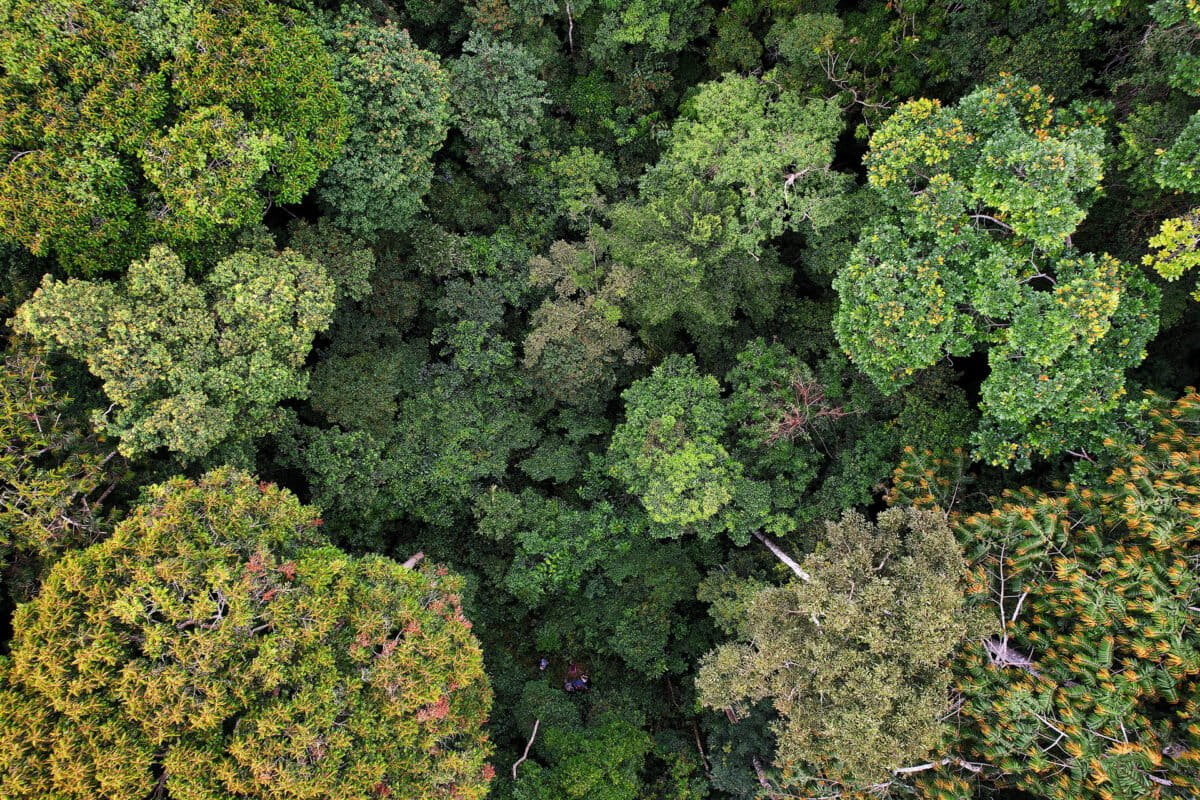 Gabon Village Uses Mapping to Save Ancestral Forest