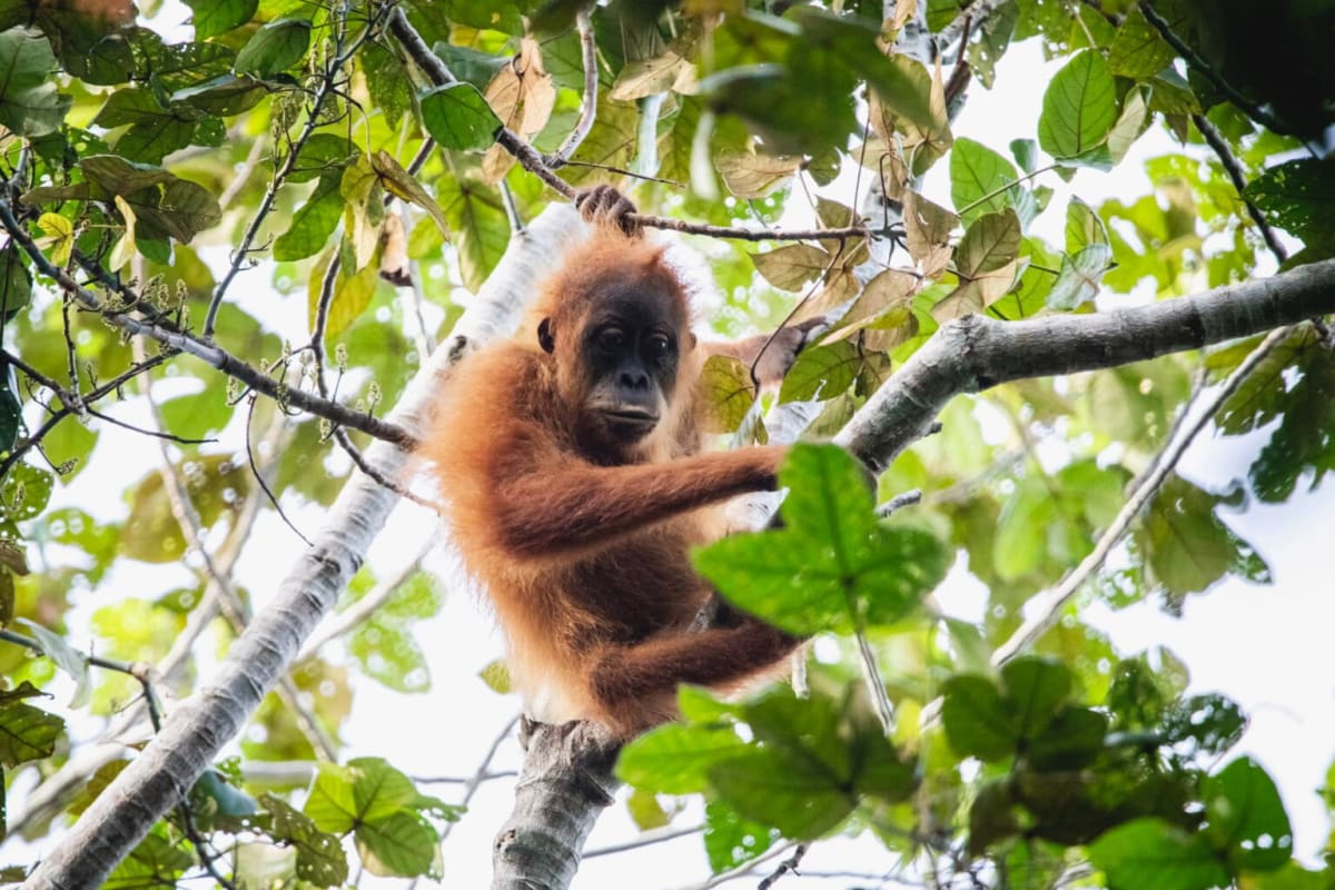 Dr. Birutė Galdikas observing orangutans in the dense rainforest canopy of Borneo, Indonesia