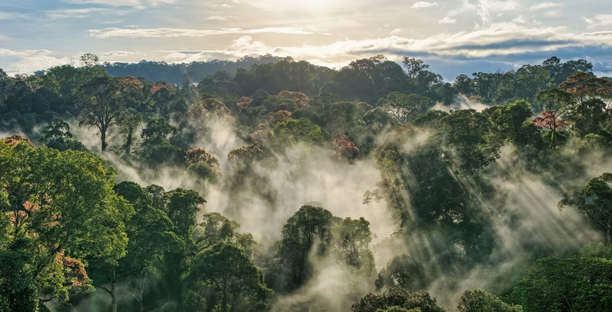 Indigenous Villagers Stop Mega-Dam, Save 20,000 Homes - Image 3