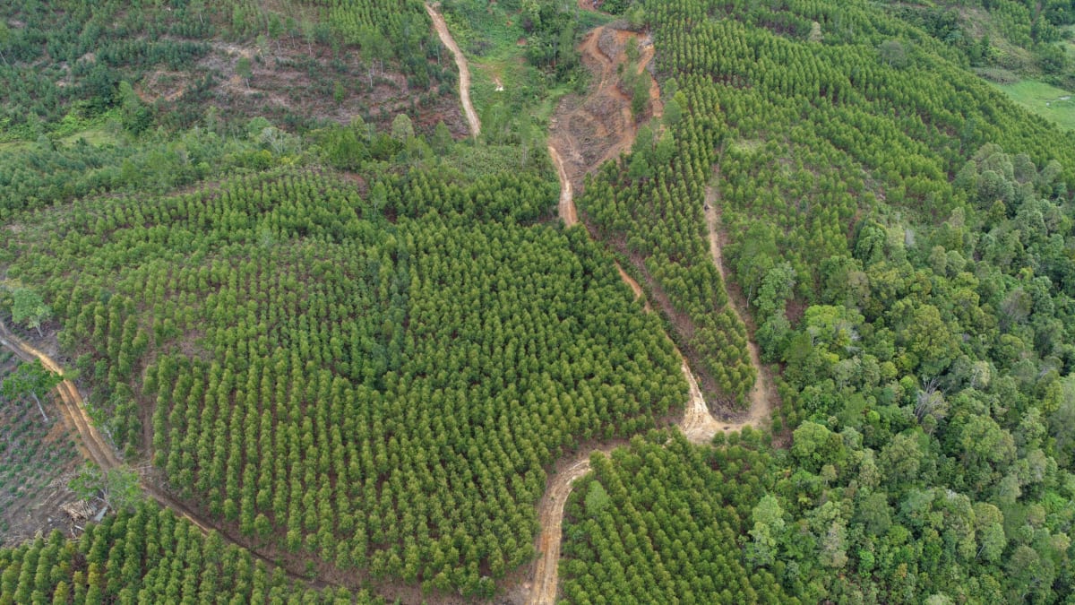 Indonesia Sues Logger for $214M After Deadly 2025 Floods - Image 4