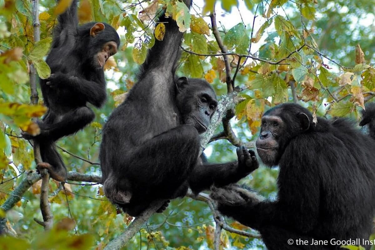 India's Sacred Groves Double as Forest Nurseries - Image 4