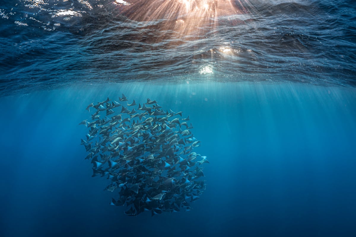 Conservationists Build Support Network to Fight Burnout - Image 2