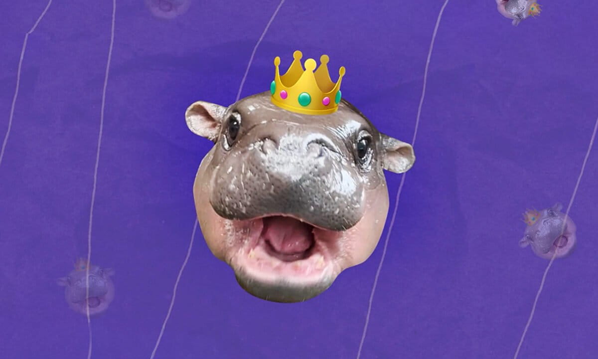 Brazil Busts Illegal Shark Fin Ring, Saves Vulnerable Species - Image 5