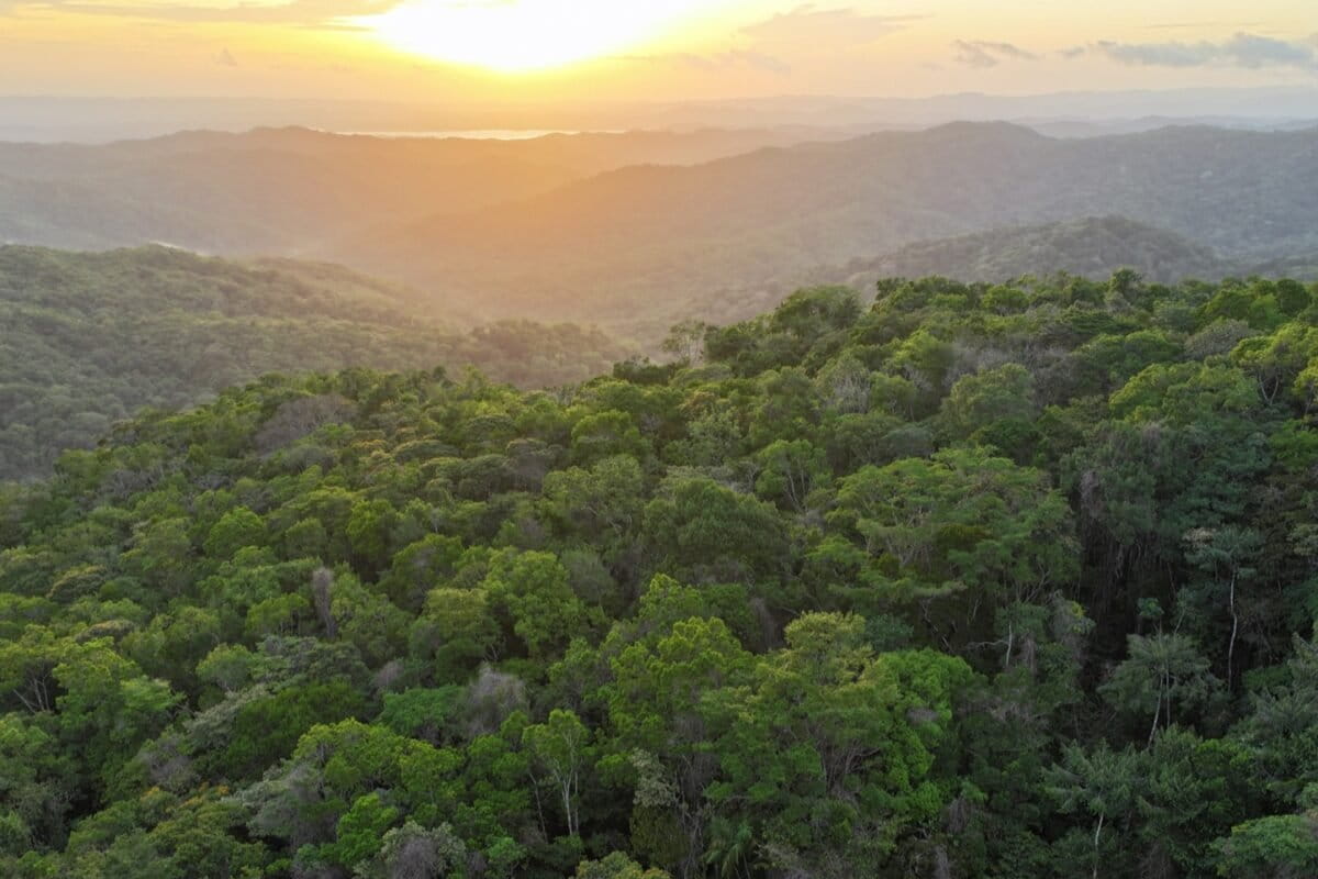 Panama Communities Use Jaguars to Save Threatened Forests - Image 2