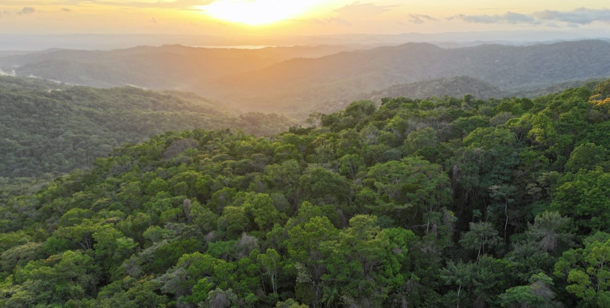 Camera trap photo showing jaguar walking through tropical forest in Panama's Darién region