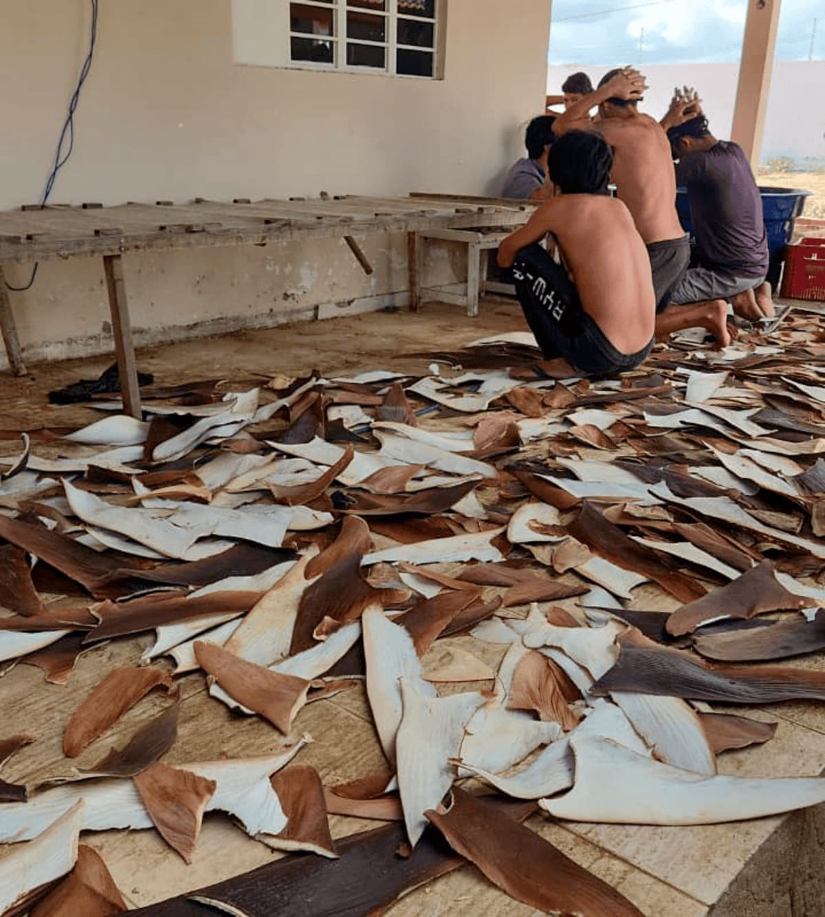 Brazil Busts Illegal Shark Fin Ring, Saves Vulnerable Species - Image 4