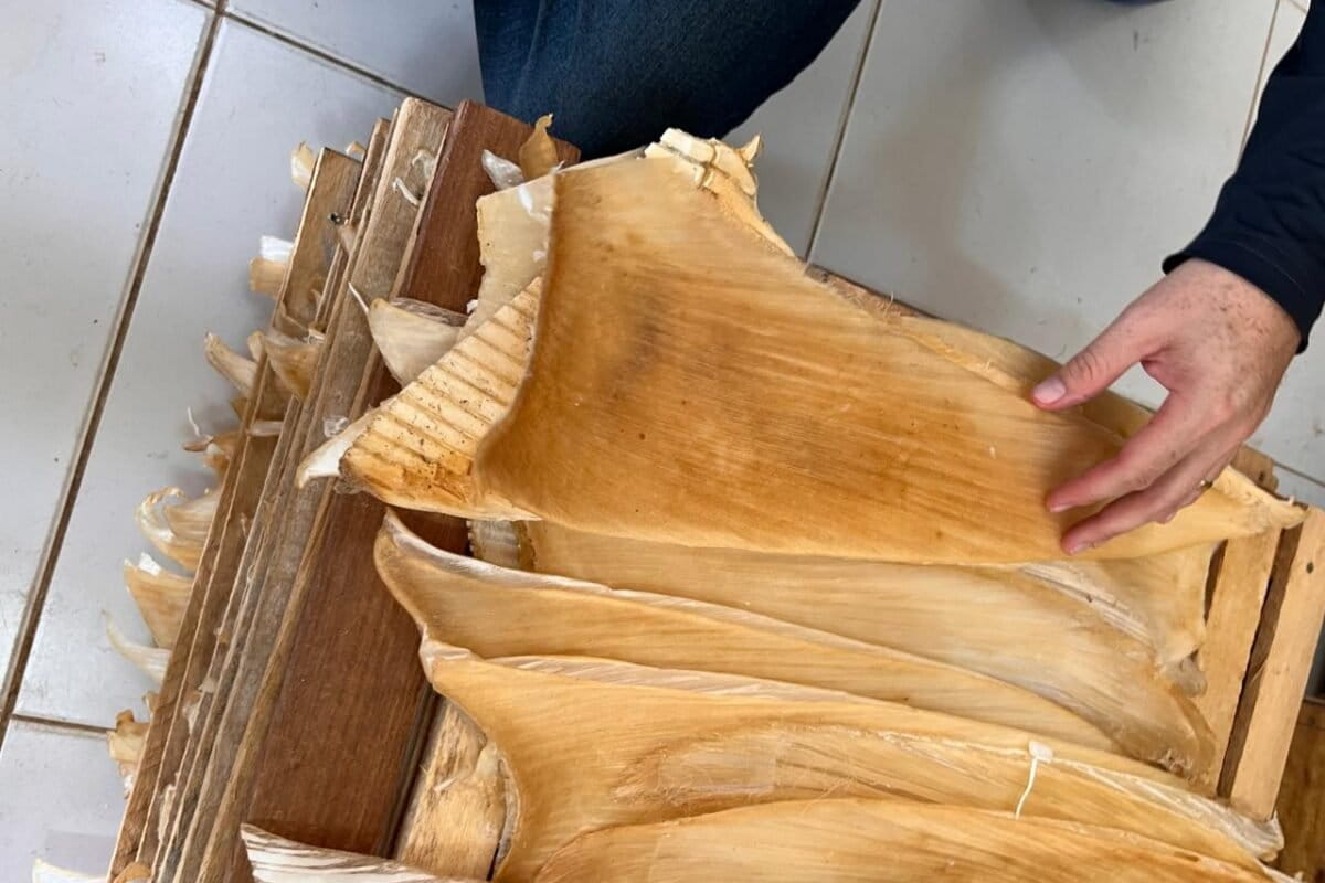 Brazil Busts Illegal Shark Fin Ring, Saves Vulnerable Species - Image 2