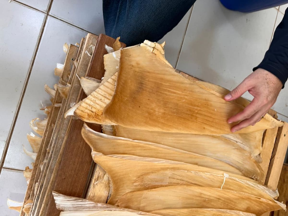 Brazil Busts Illegal Shark Fin Ring, Saves Vulnerable Species