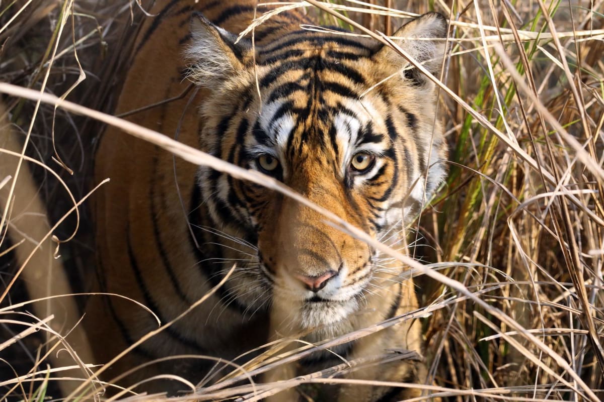 NASA-Backed Maps Reveal Hope for Tigers, Lions, and Jaguars