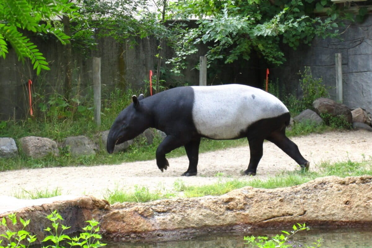 Thailand Forest May Hold 436 Tapirs, Doubling Estimates - Image 2