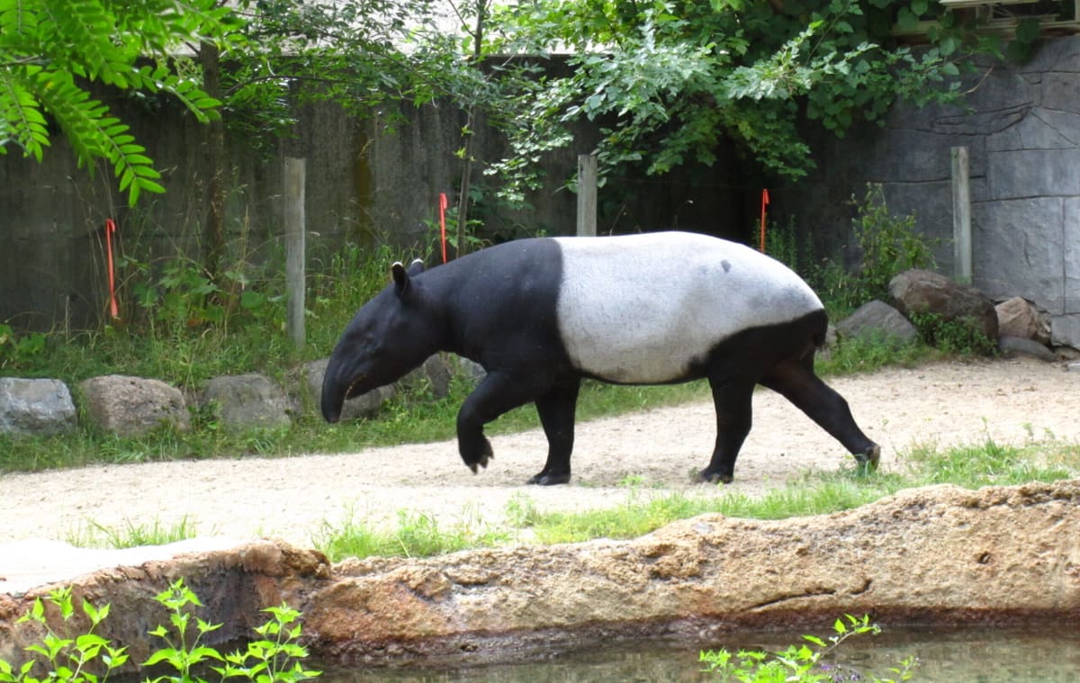 Black and white Asian tapir walking through tropical forest captured on camera trap