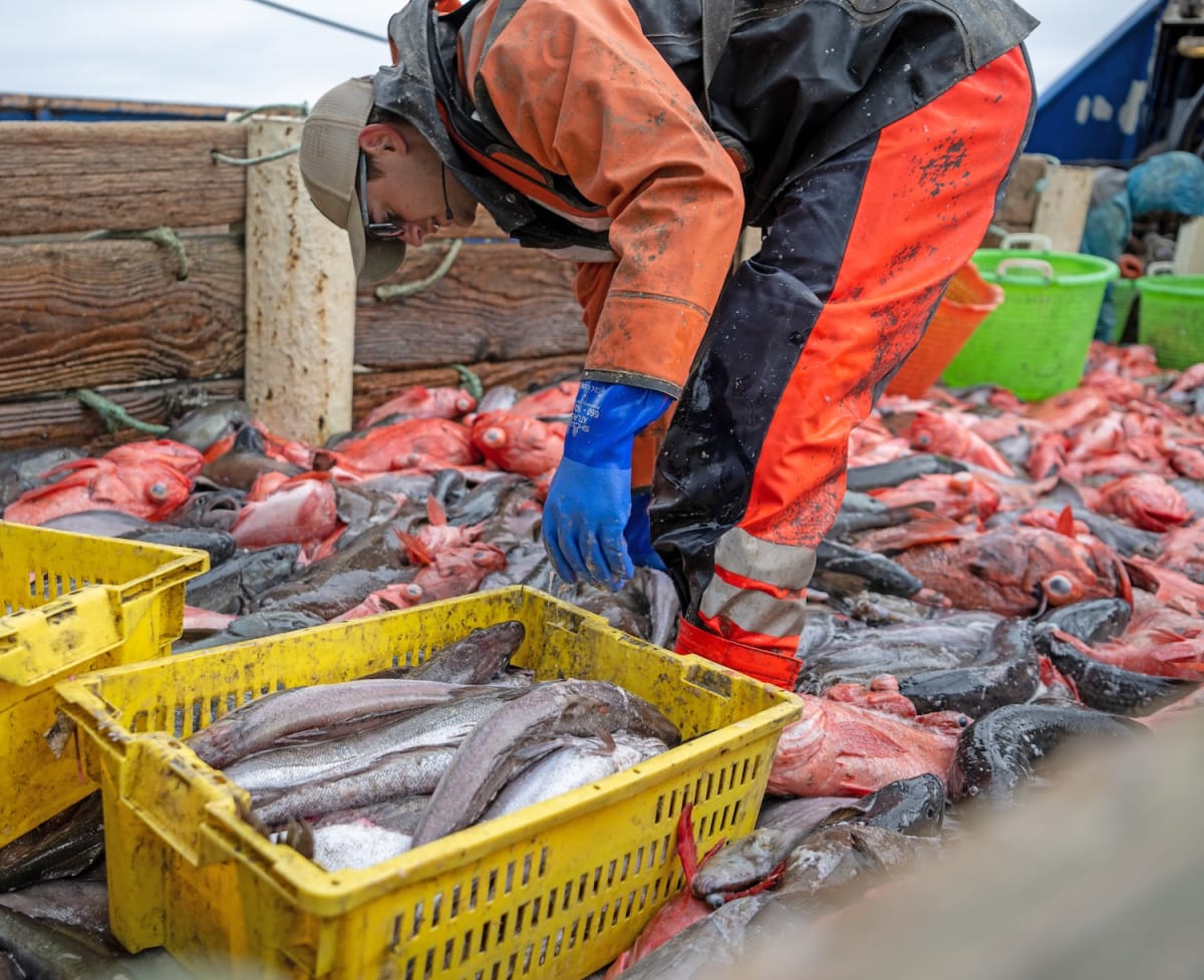 Fisher sorting fresh rockfish and lingcod at seafood processing facility in Port Orford, Oregon