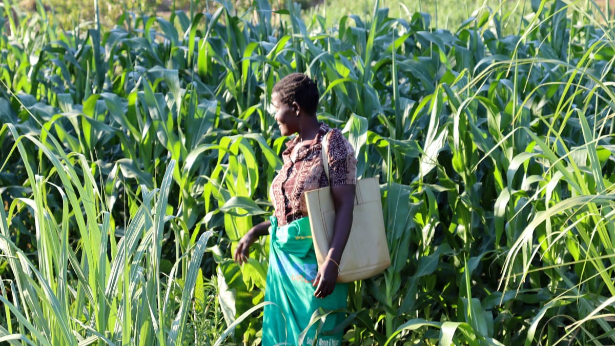 Malawi Farmers Cut Fertilizer Costs 40% With New Method
