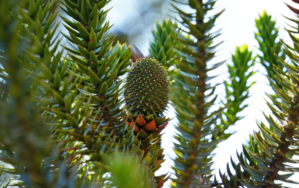 Brazil Plants 60% of Reforested Species Now Generate Income