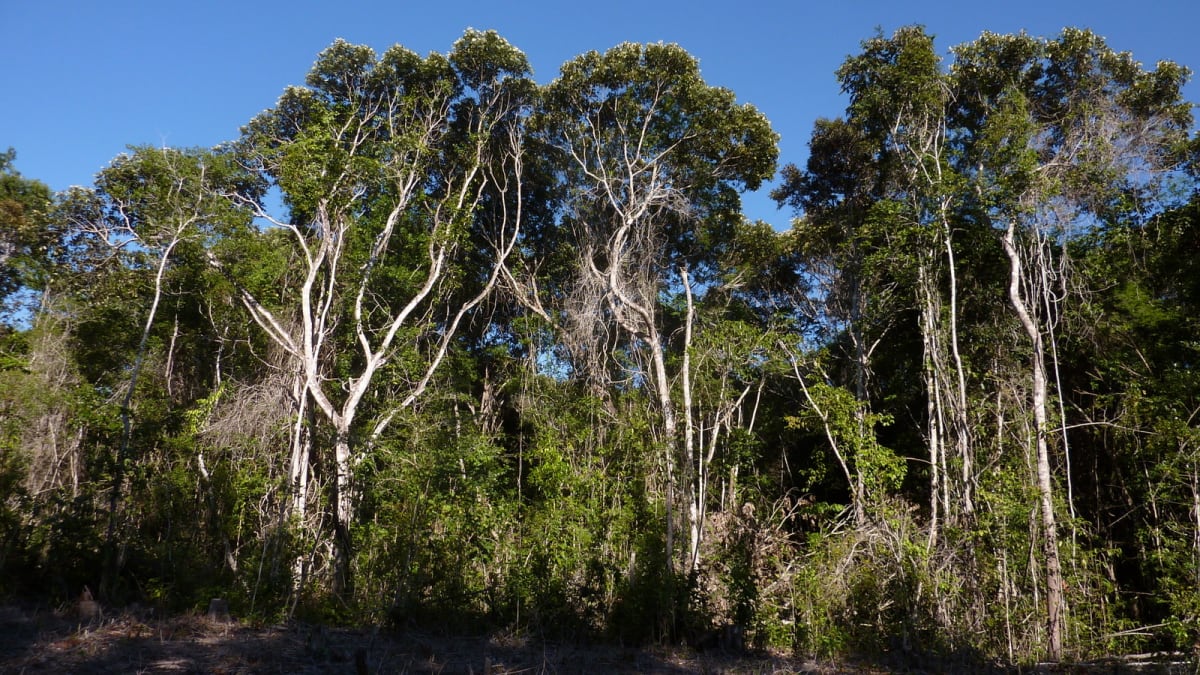Brazil Plants 60% of Reforested Species Now Generate Income - Image 4
