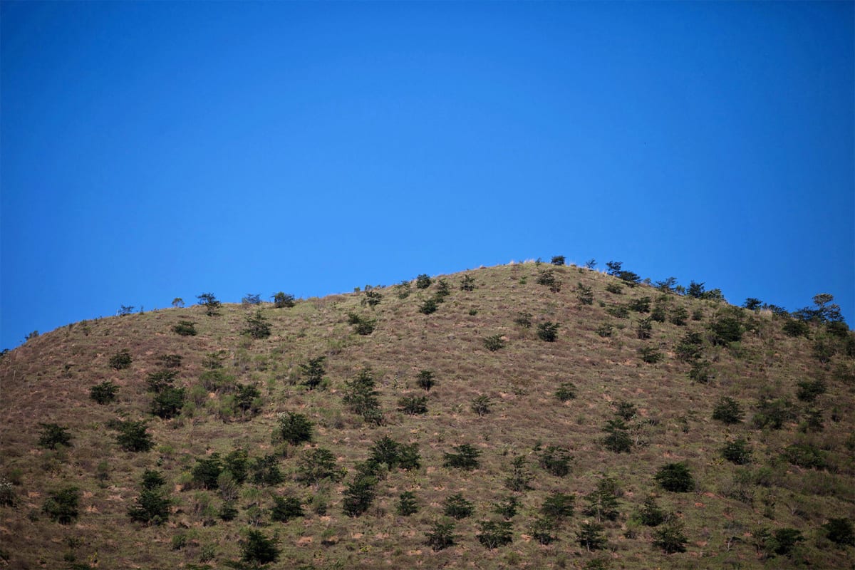 Brazil Plants 60% of Reforested Species Now Generate Income - Image 5