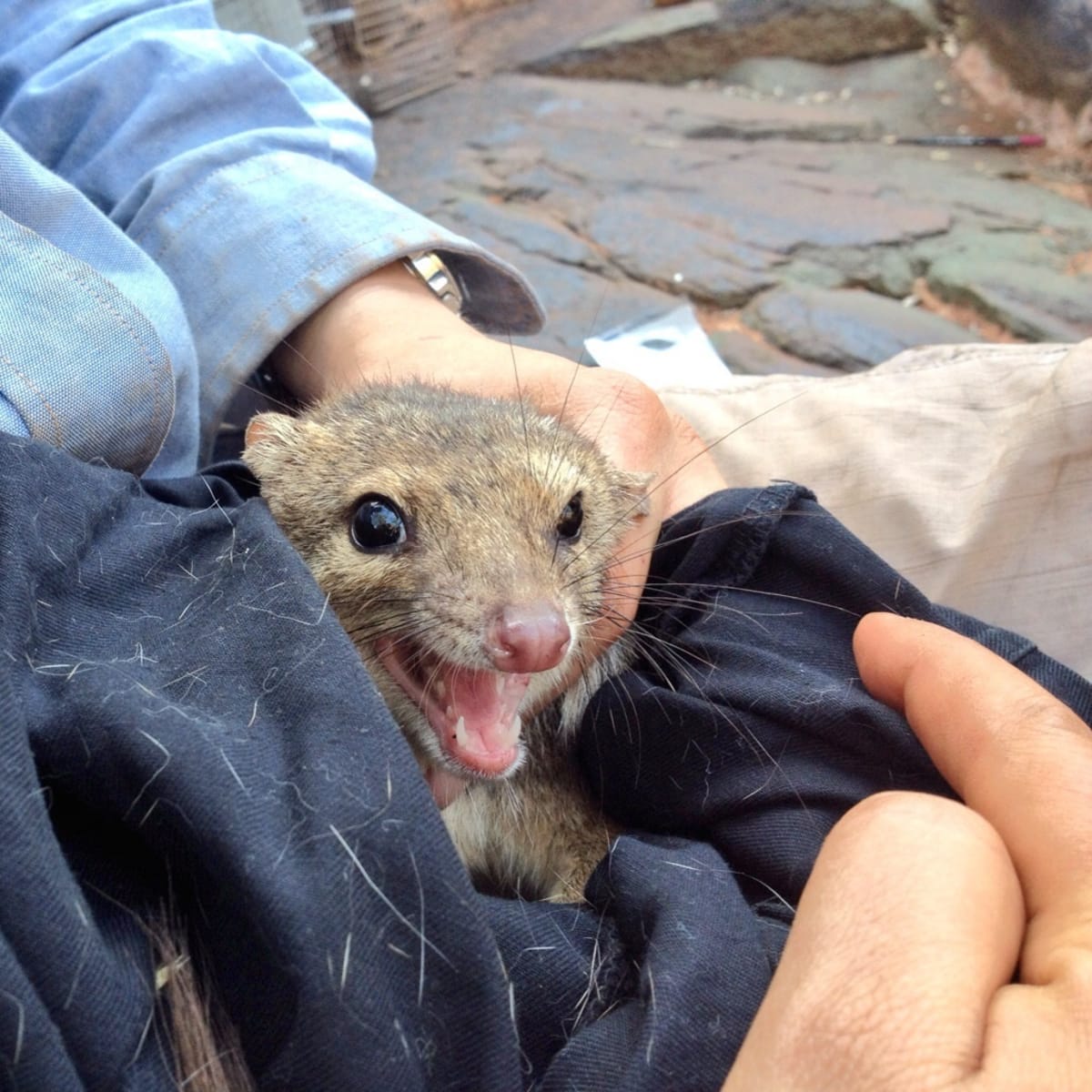 Indigenous Knowledge Saves Endangered Marsupials in Australia - Image 4