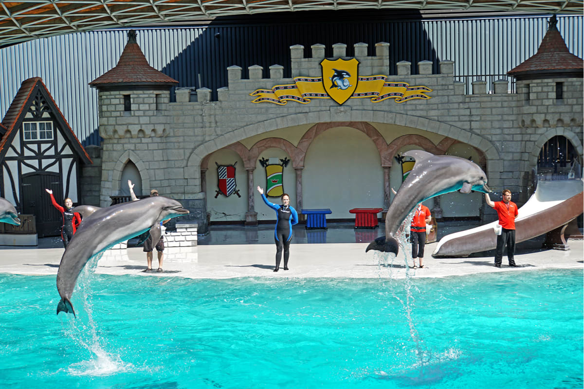30 Beluga Whales Get Second Chance After Park Closes - Image 5