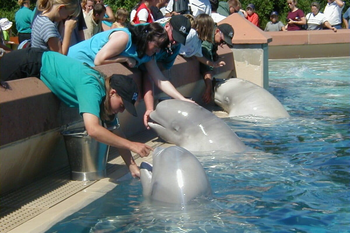 30 Beluga Whales Get Second Chance After Park Closes - Image 2