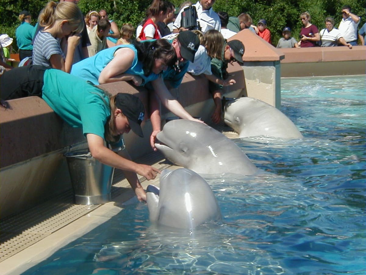 Beluga whale swimming in clear water at marine facility looking toward camera