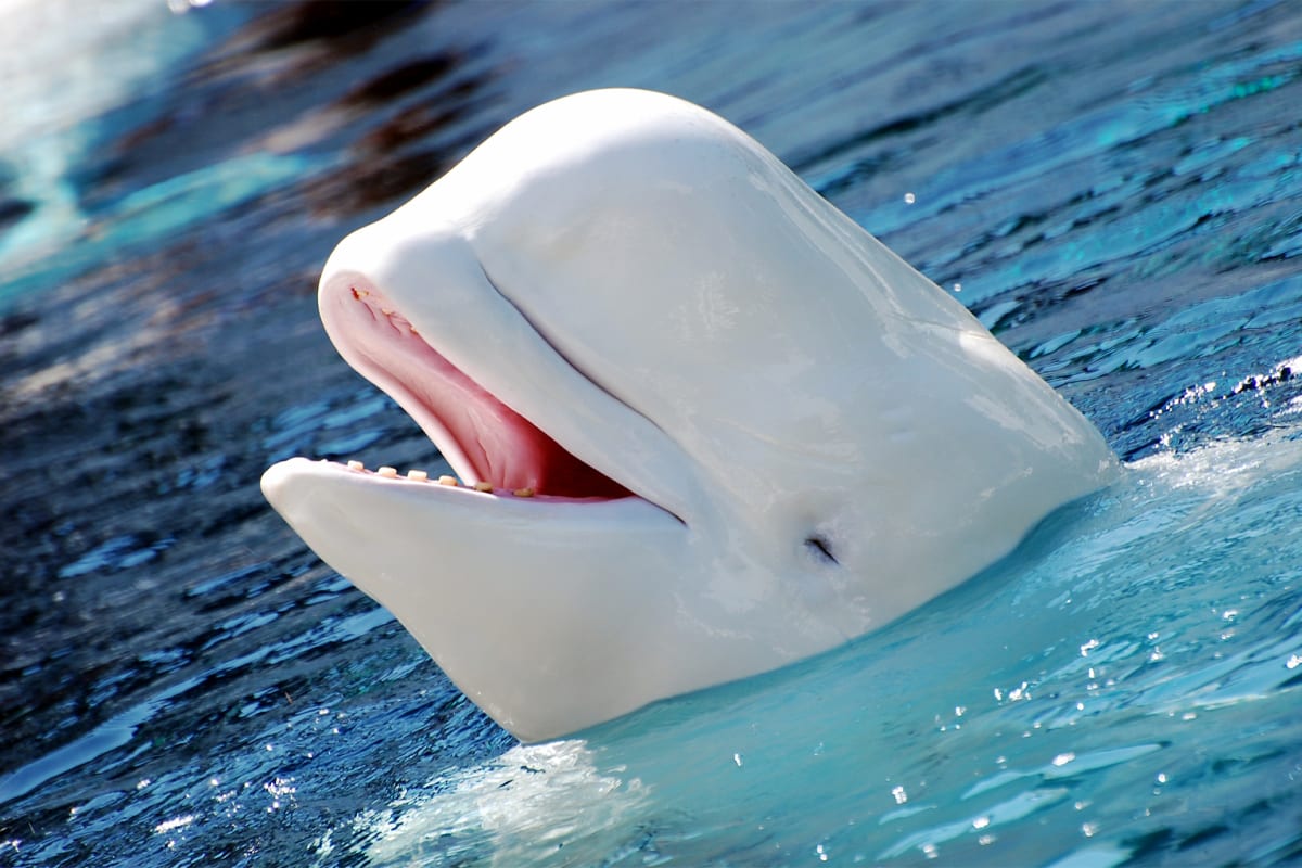 30 Beluga Whales Get Second Chance After Park Closes - Image 4