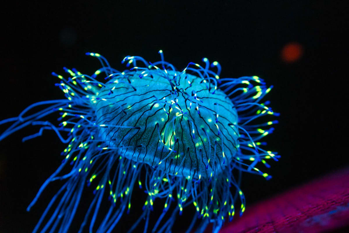 Marine Biologist Captures Ocean's Magical 'Flashback' Light