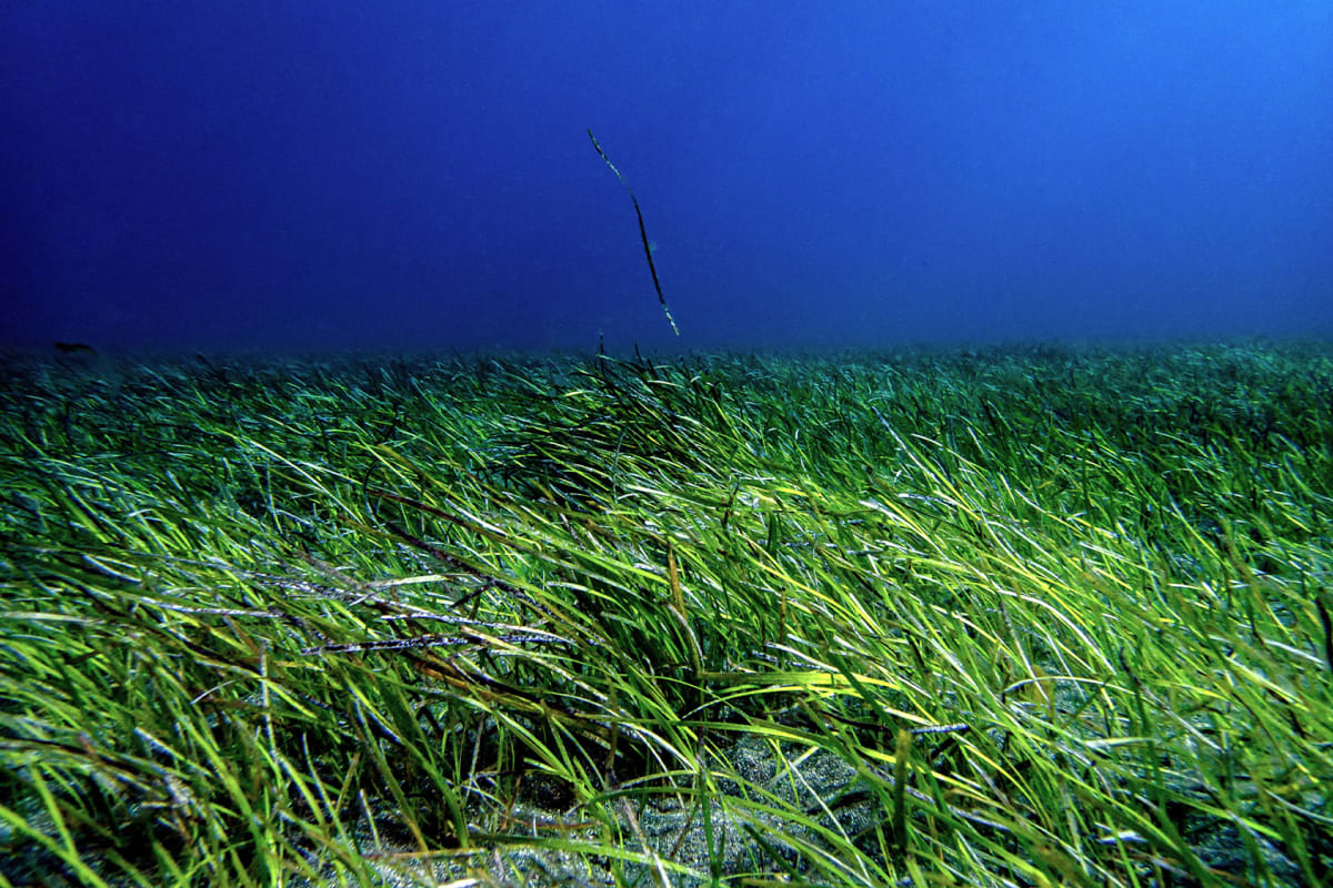 Dense underwater seagrass meadow with flowing green leaves anchored in sandy seabed