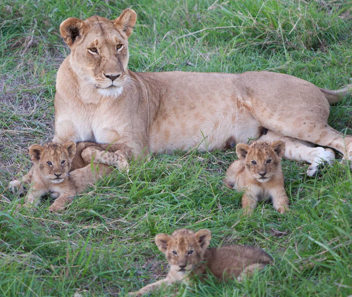 Kenya's Lions Learn to Share Land with Maasai Herders - Image 4