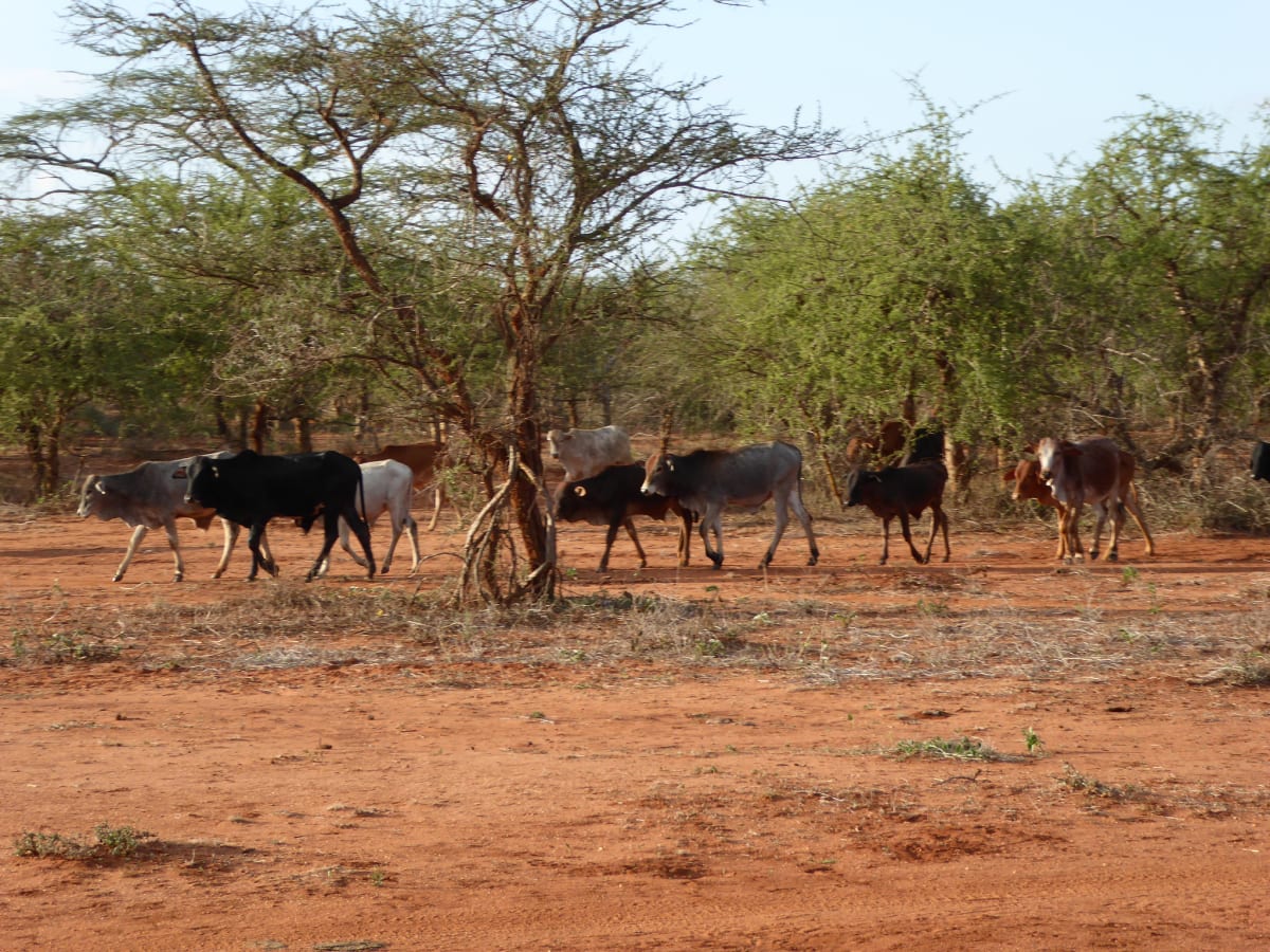 Kenya's Lions Learn to Share Land with Maasai Herders - Image 5