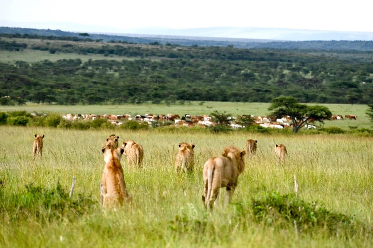 Kenya's Lions Learn to Share Land with Maasai Herders - Image 2